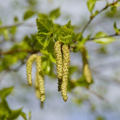 birch tree catkins