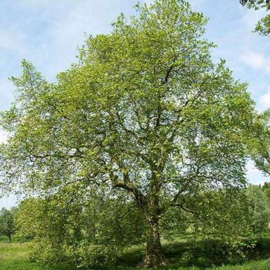 London Plane tree - in leaf