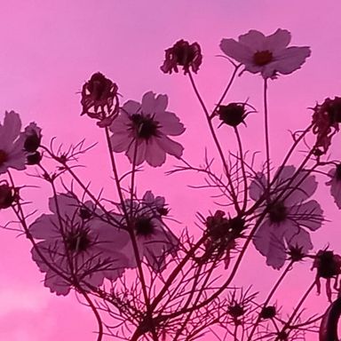 wild flowers Silhouetted against a pink sky