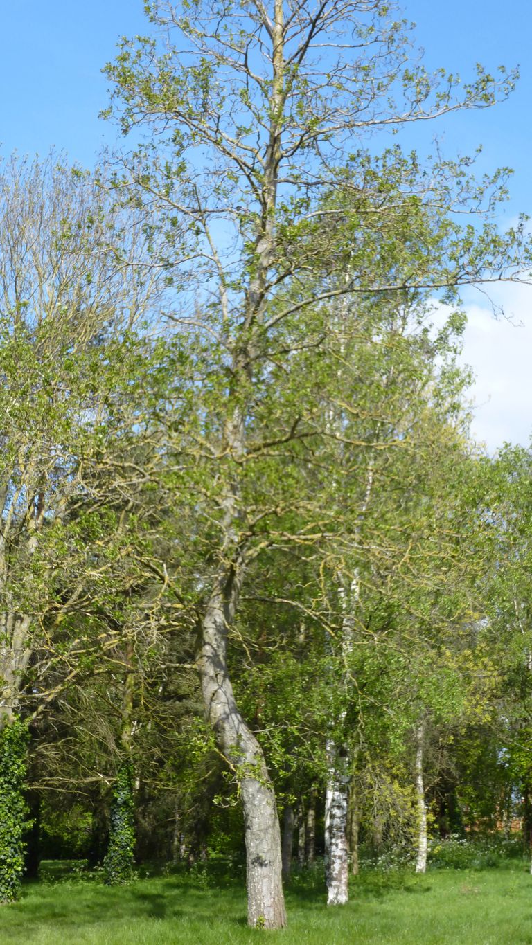 tall alder tree, with distinctive kink in its trunk