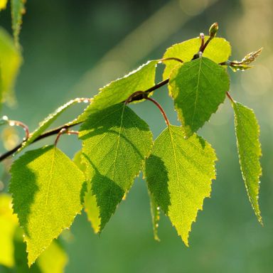 birch tree twig and leaves