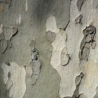 London plane tree - scaly bark