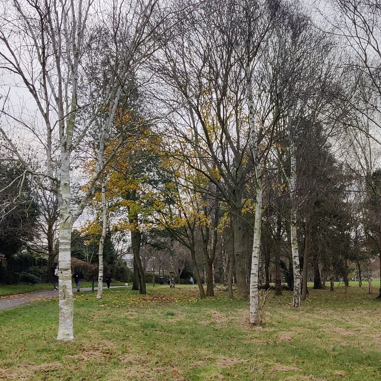 a group of birch trees, with pine trees in the background