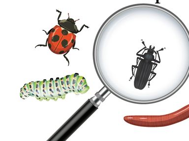 cartoon image of children with magnifying glass and bugs