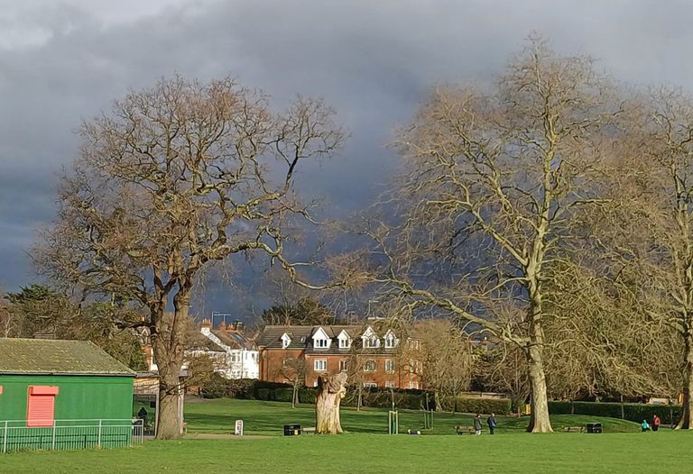 Two big plane trees with dark clouds behind
